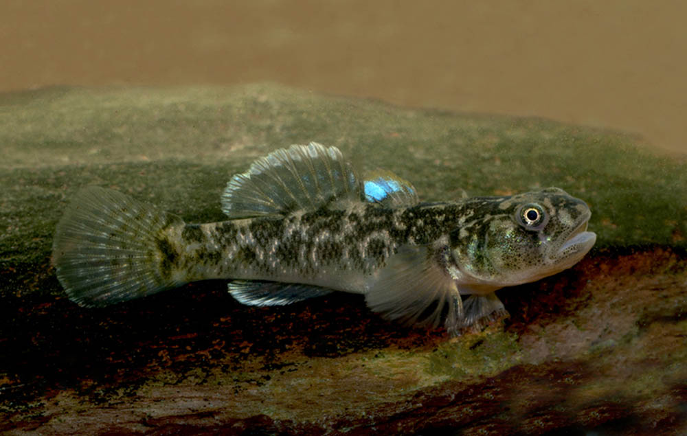 Desert goby clearance care