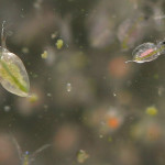 Freshwater Plankton